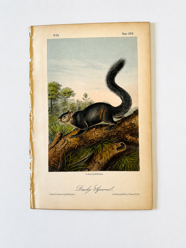 J.W. Audubon Dusky Squirrel Antique Lithograph Print c. 1840s