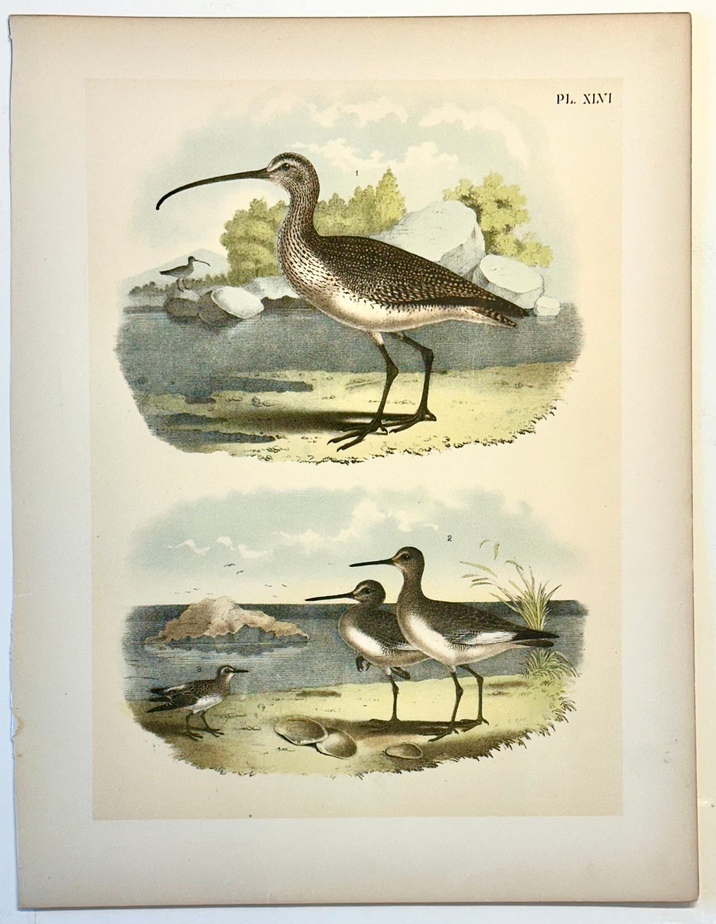 Sandpipers & Curlew by Studer, 1878