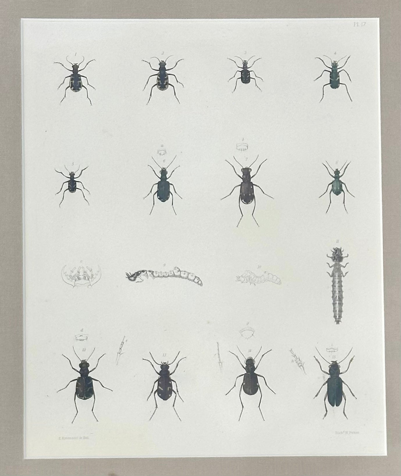 Set of 2 Insect original prints, 1852, framed