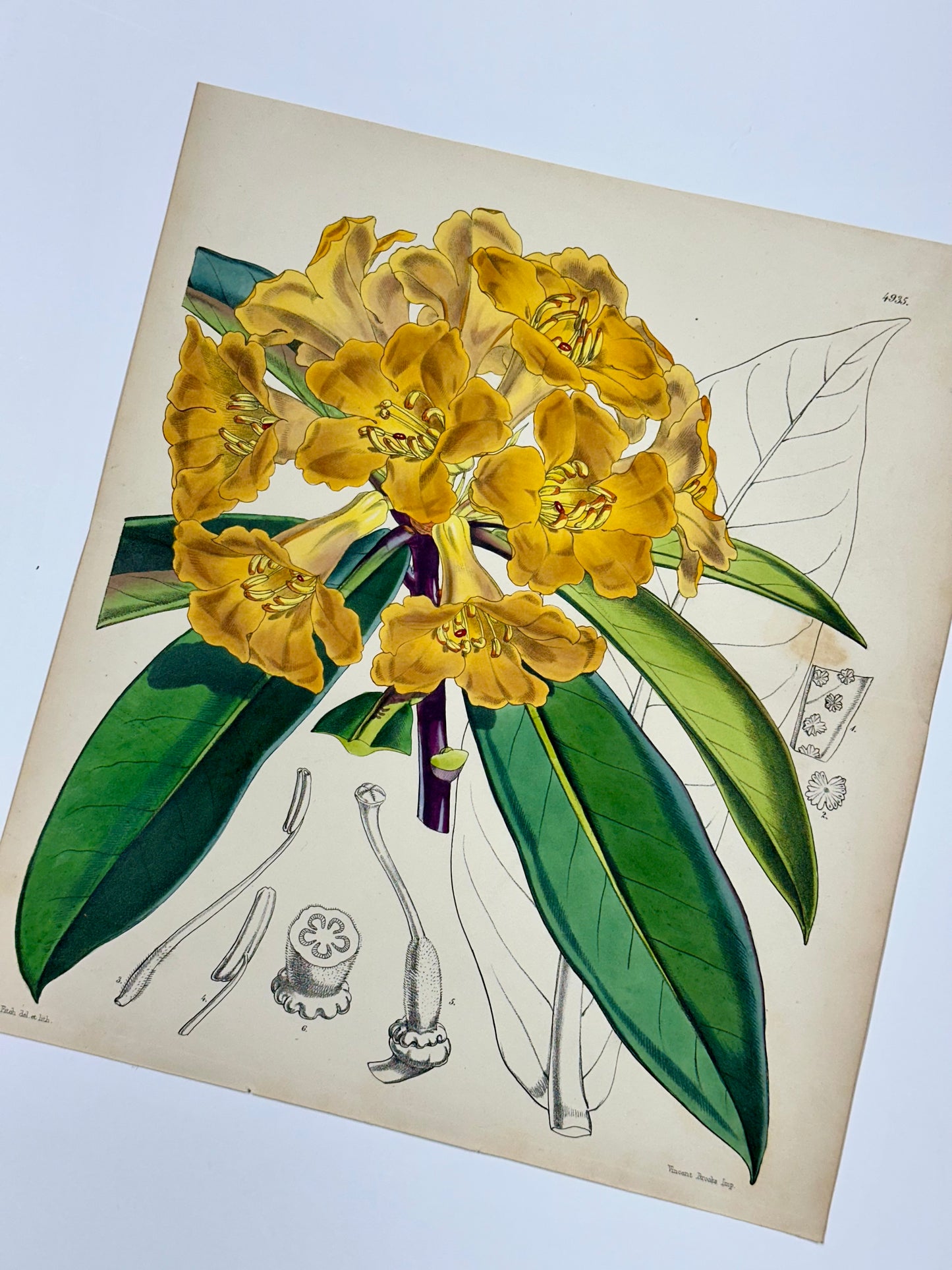 Yellow Rhododendron Print by Curtis, 1856