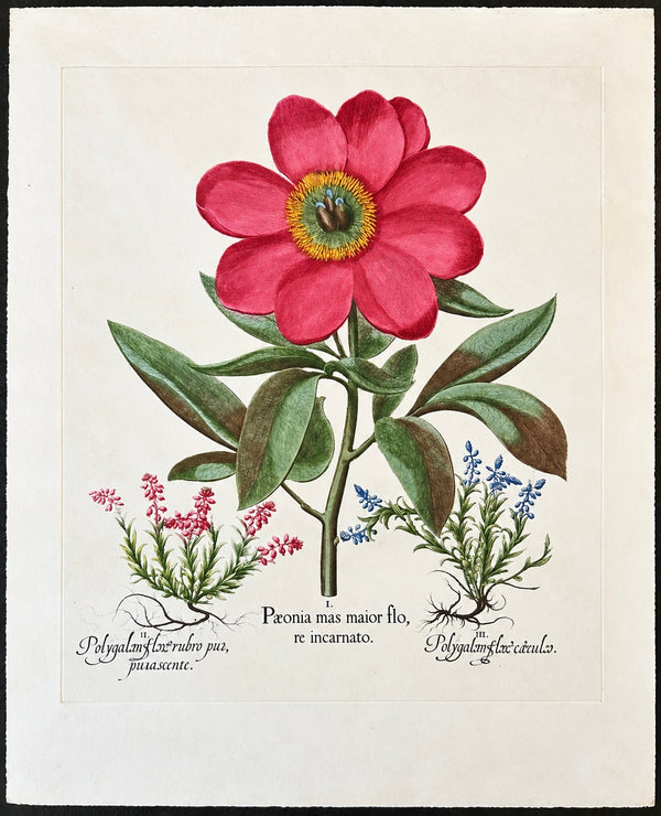 Peony & Milkwort Vintage Besler Botanical Reproduction Print