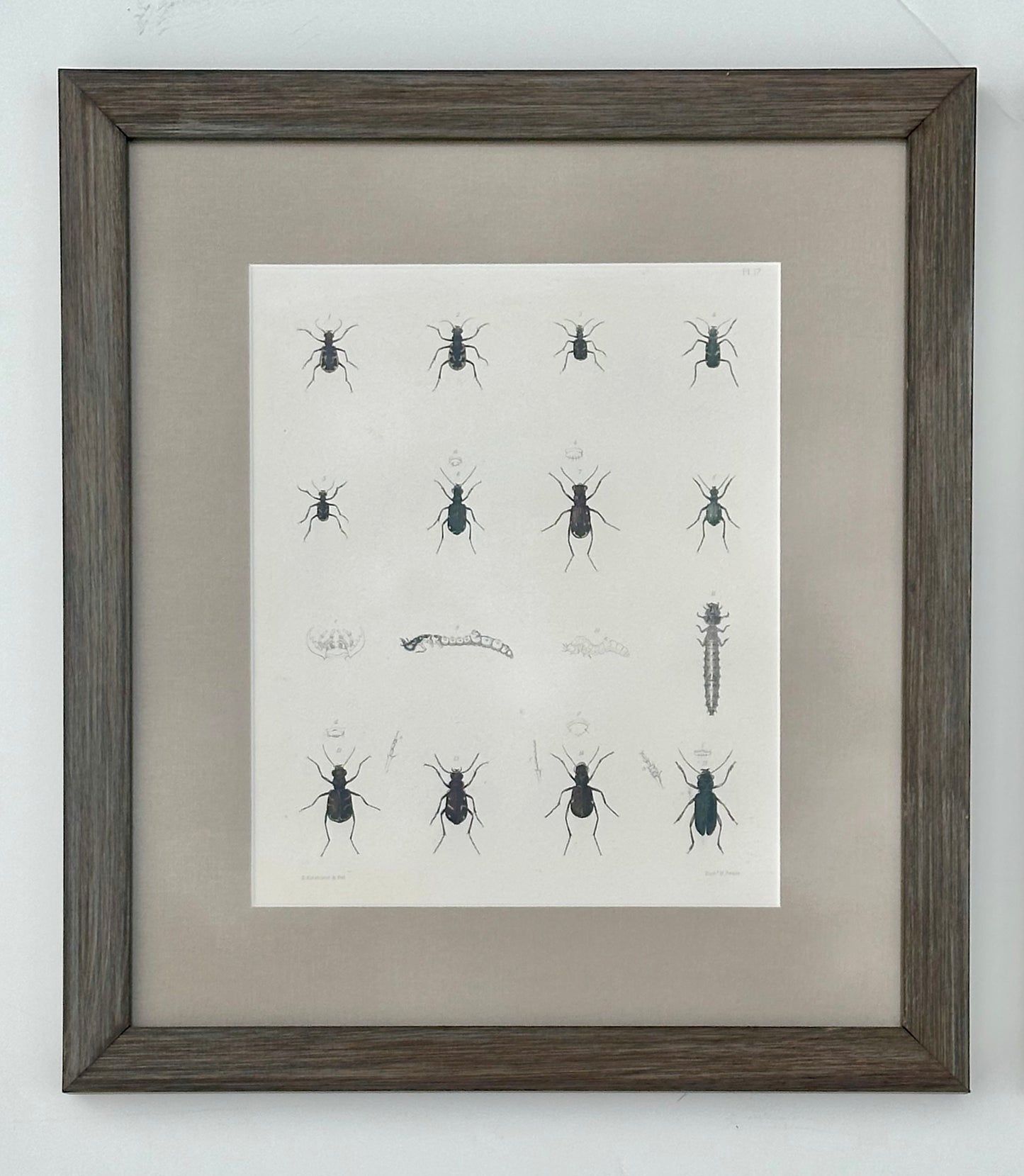 Set of 2 Insect original prints, 1852, framed