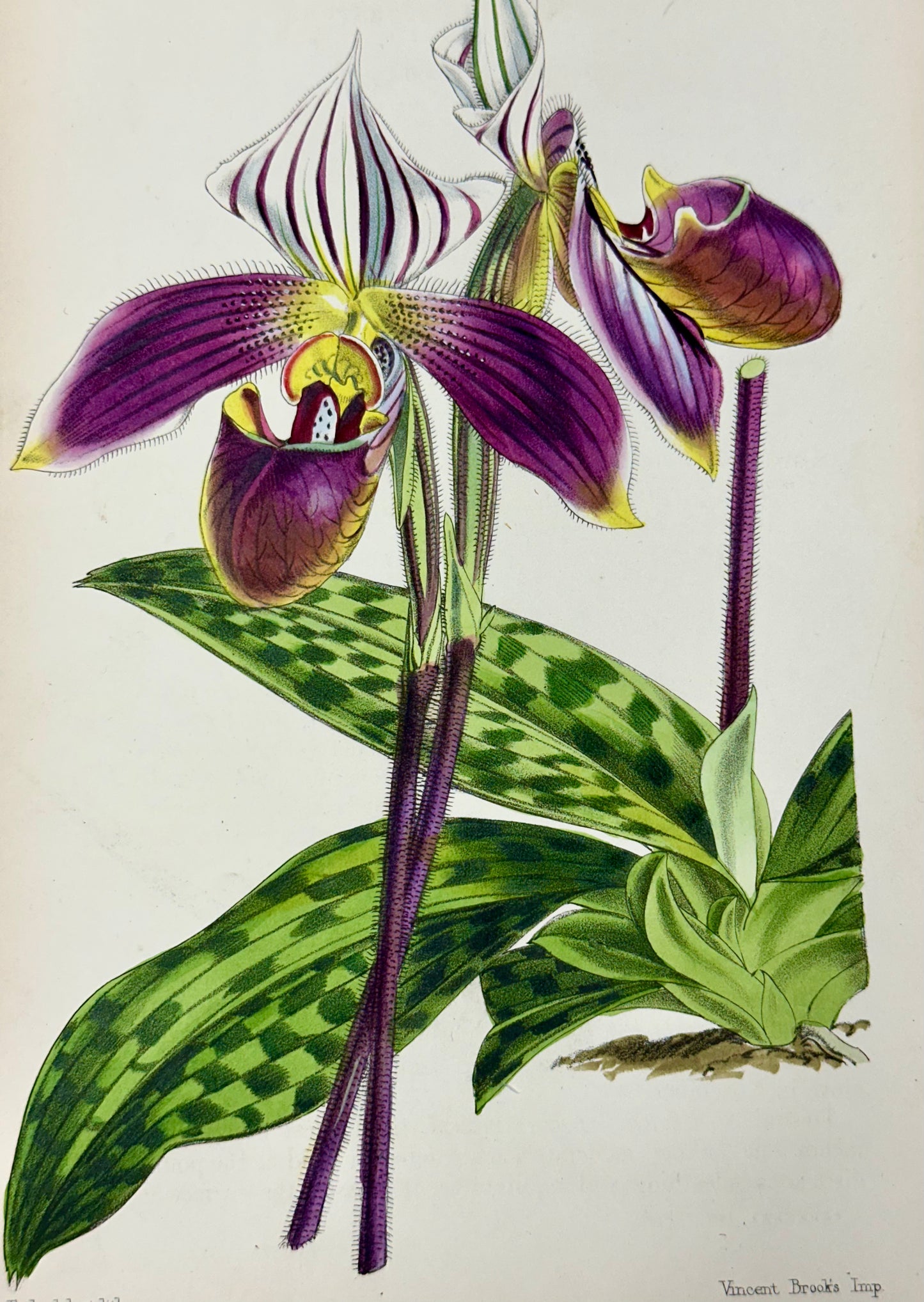 Botanical Engravings by William Curtis, 1856 (Set of 4)