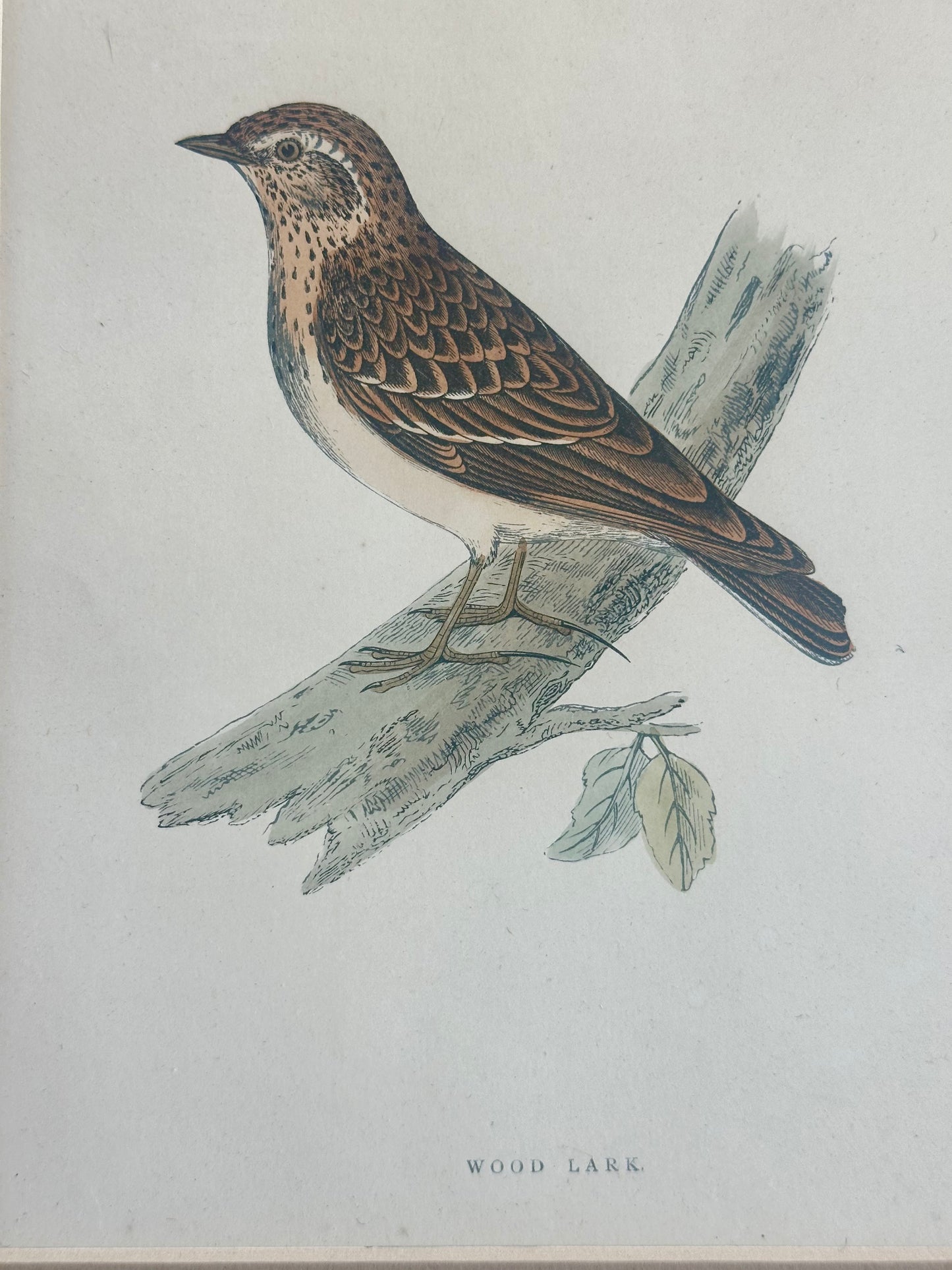 Lark Sparrow Nest & Egg, Original engraving, c. 1880