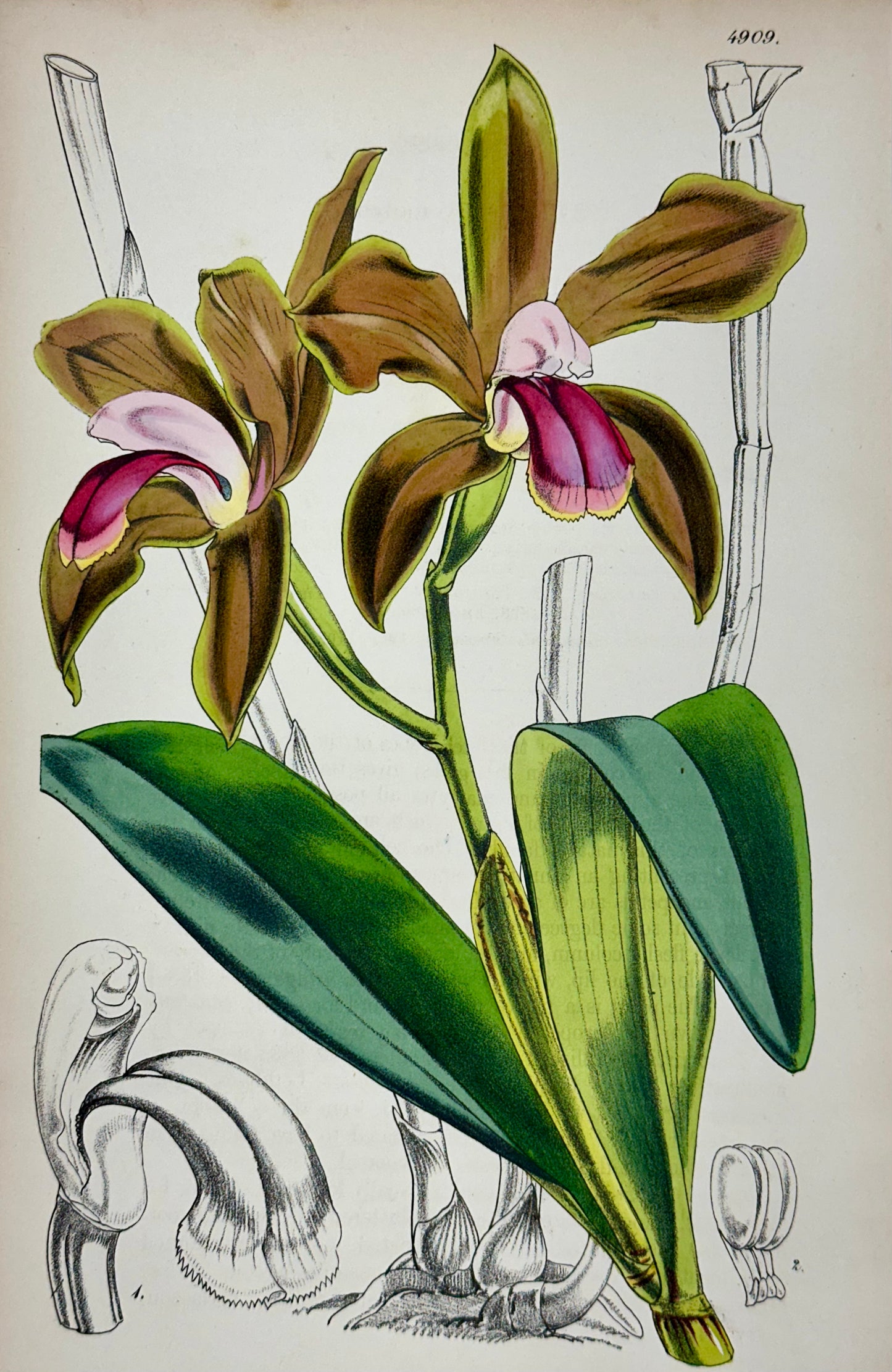 Original Botanical Engravings by William Curtis, 1856 (Set of 4)