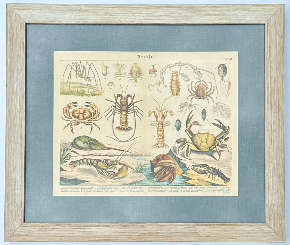 1886 Study of Lobster & Crabs, Framed