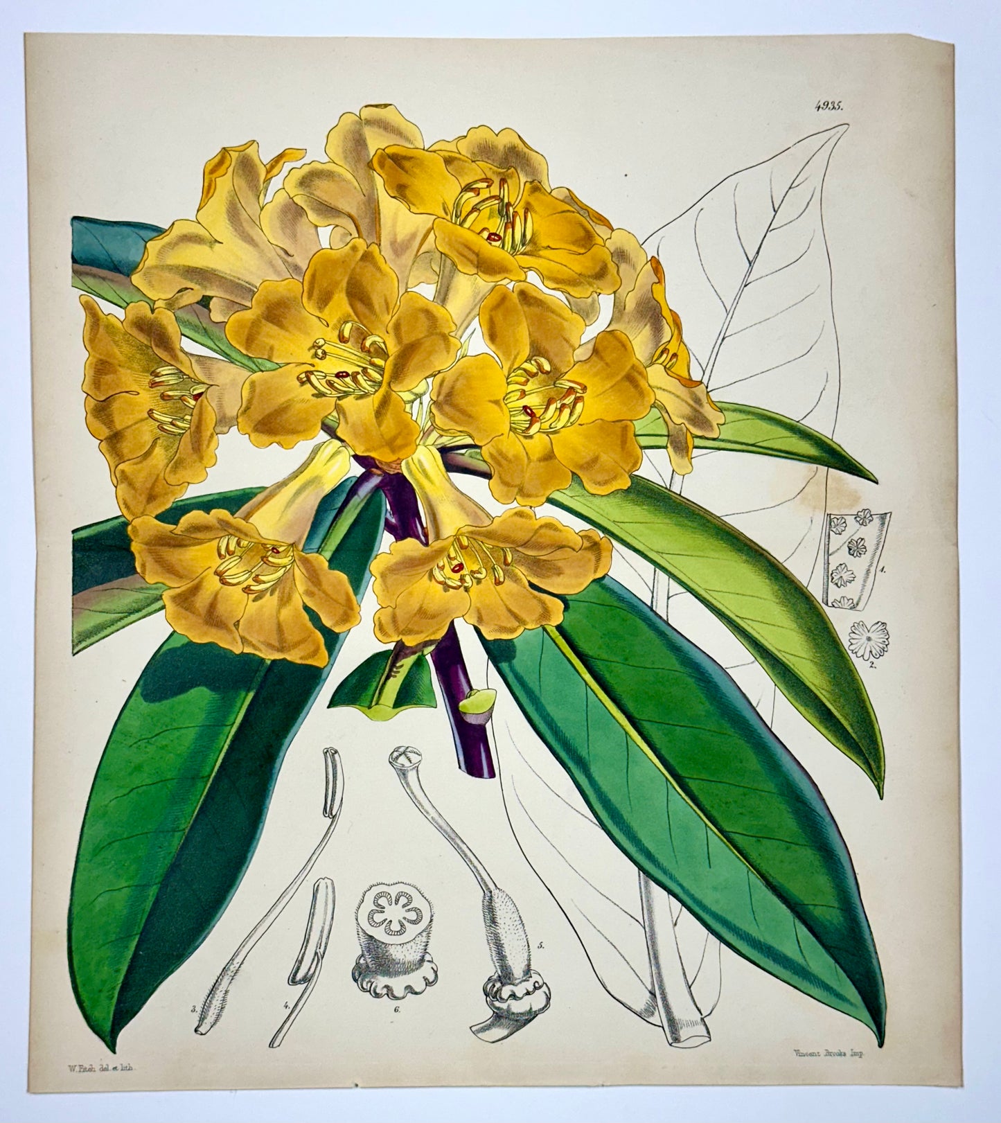 Yellow Rhododendron Print by Curtis, 1856
