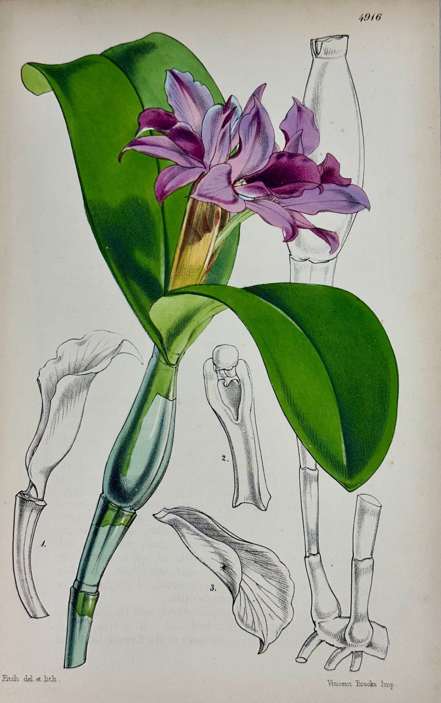 Original Botanical Engravings by William Curtis, 1856 (Set of 4)