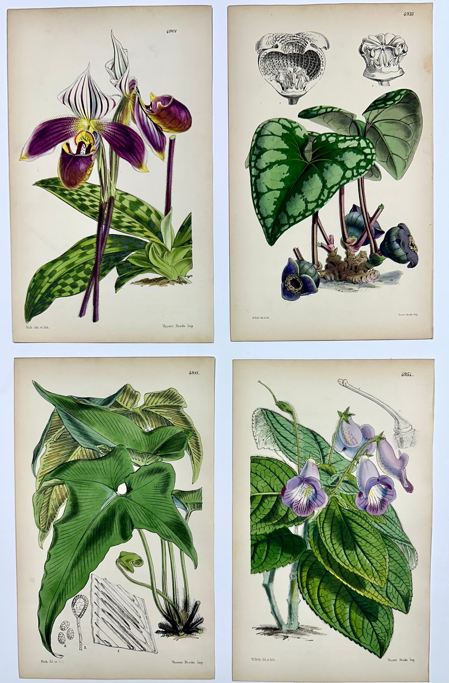 Botanical Engravings by William Curtis, 1856 (Set of 4)