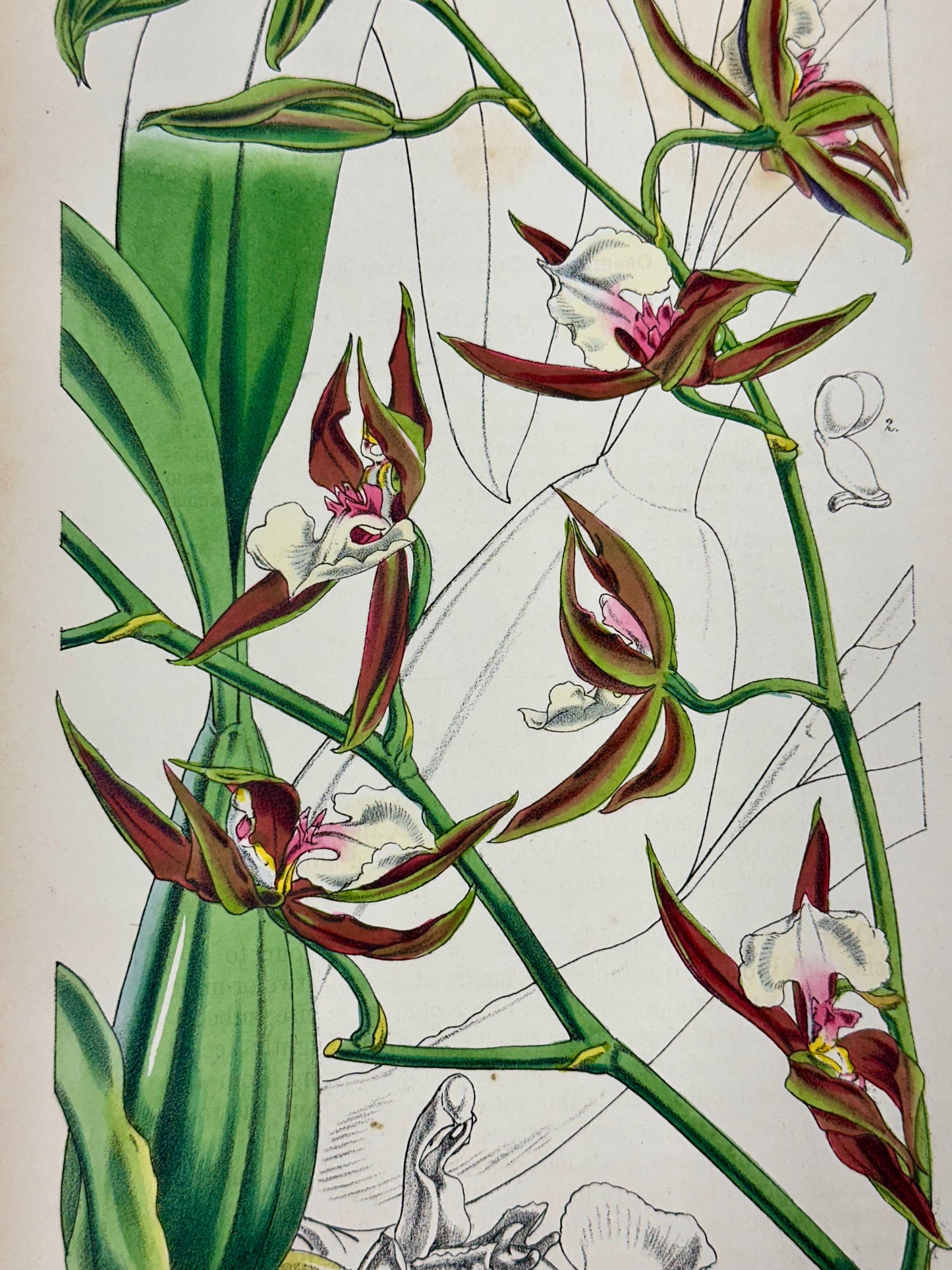 Original Botanical Engravings by William Curtis, 1856 (Set of 4)