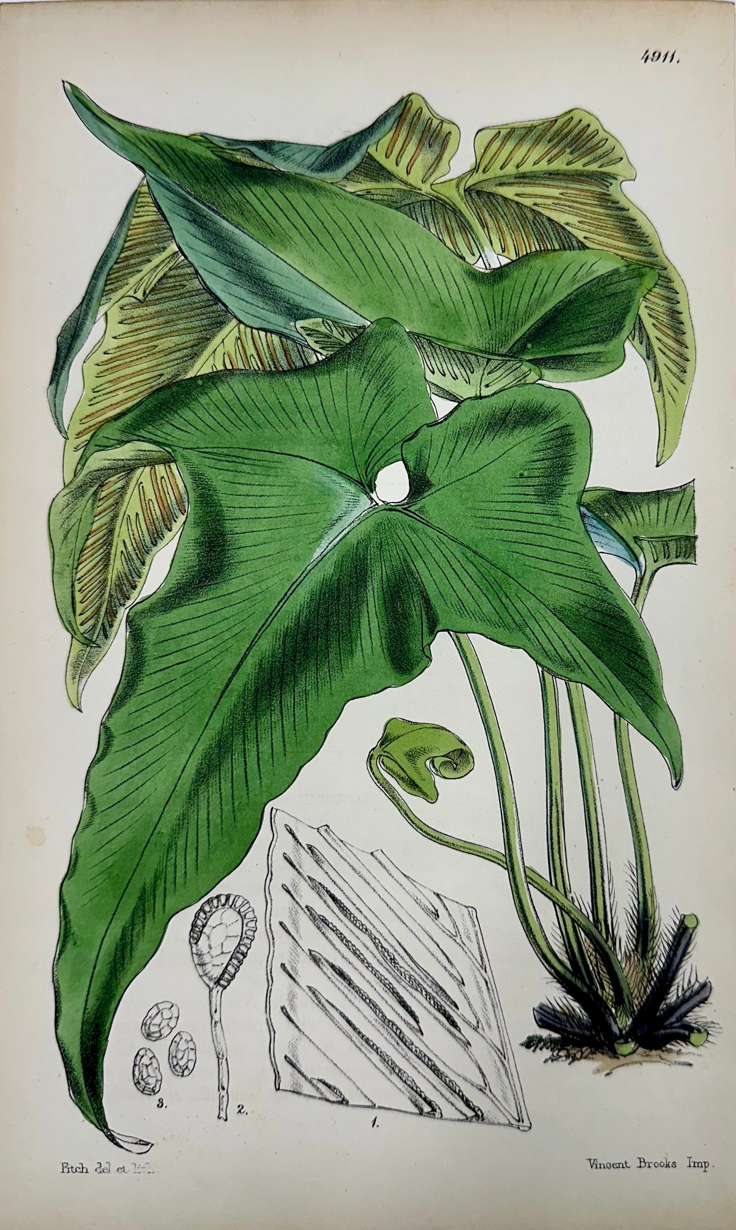 Botanical Engravings by William Curtis, 1856 (Set of 4)