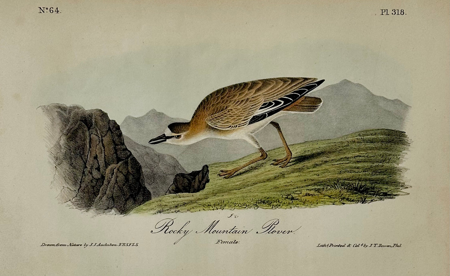Rocky Mountain Plover by Audubon, 1854