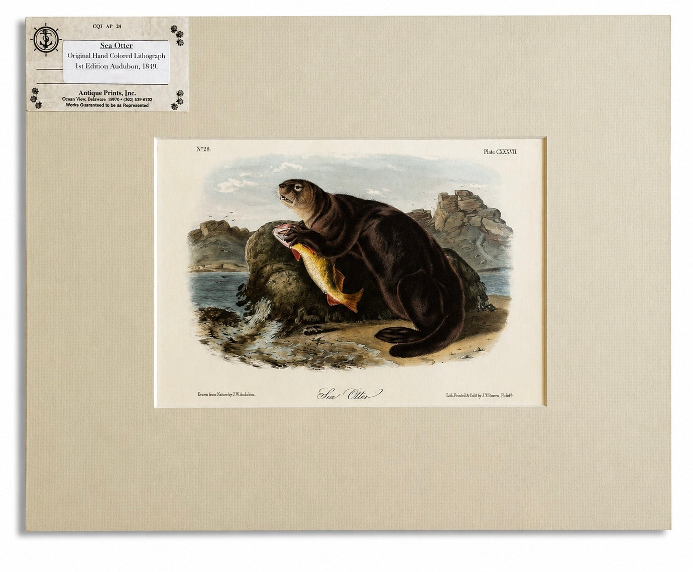 Sea Otter Original Lithograph by John James Audubon, 1849 (1st Edition)