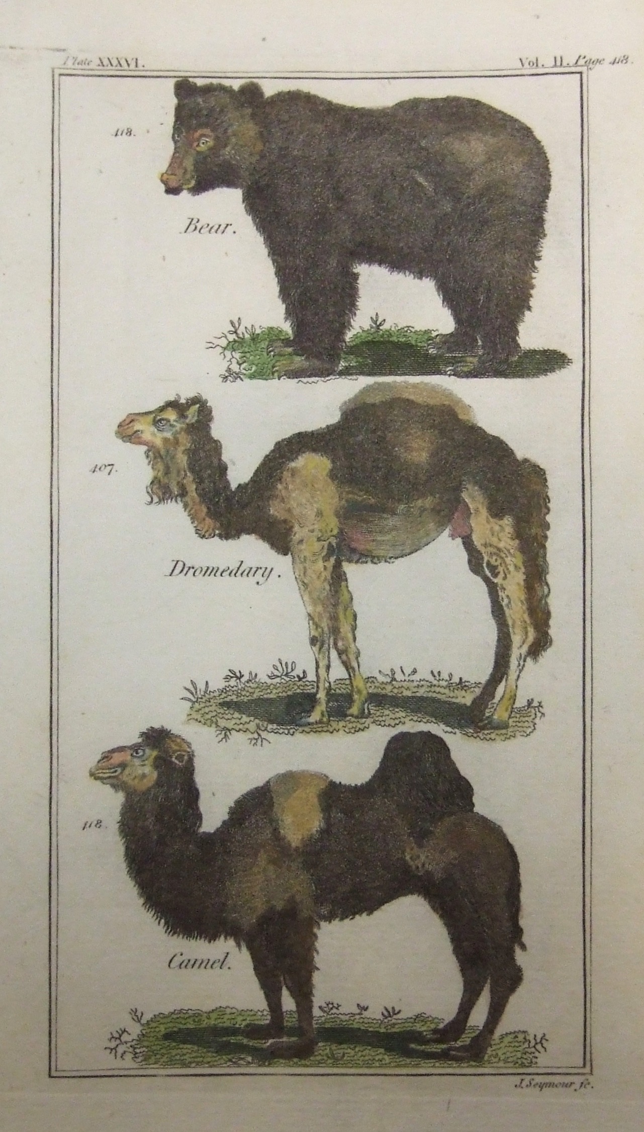 Bear, Dromedary, Camel