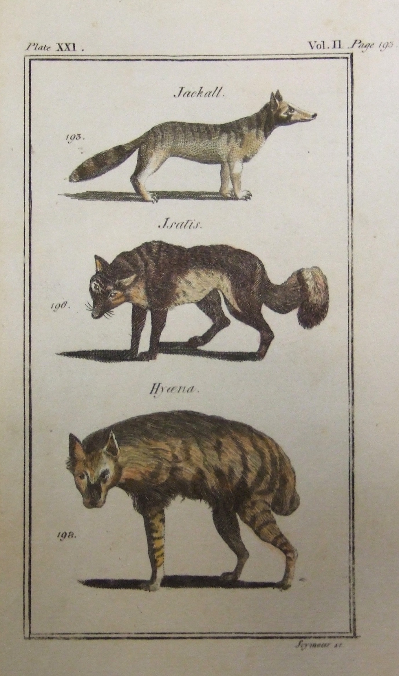 Jackall, Isatis (Wolf?), Hyena