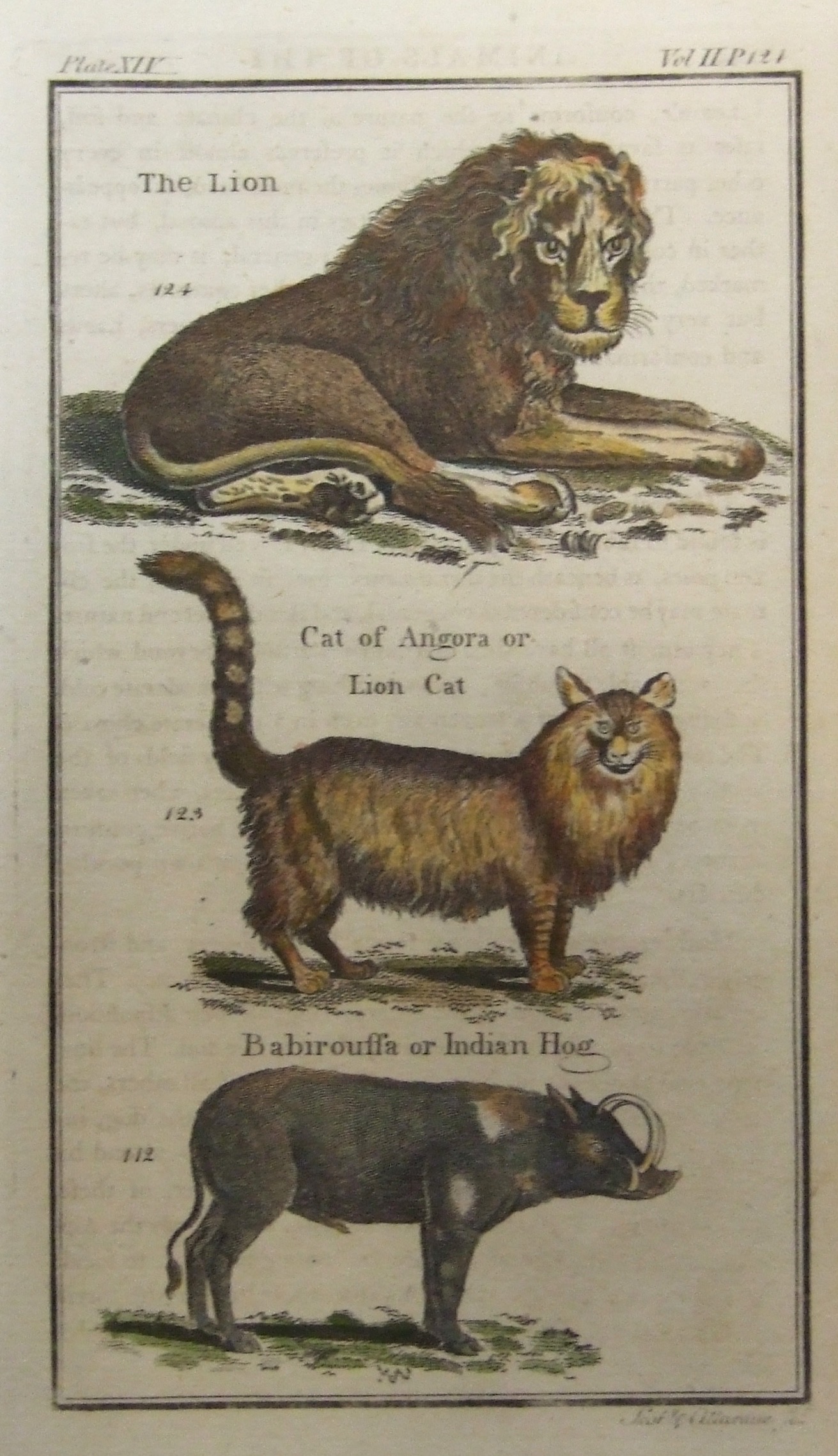 The Lion, Cat of Angora or Lion Cat, Babiroussa or Indian Hog