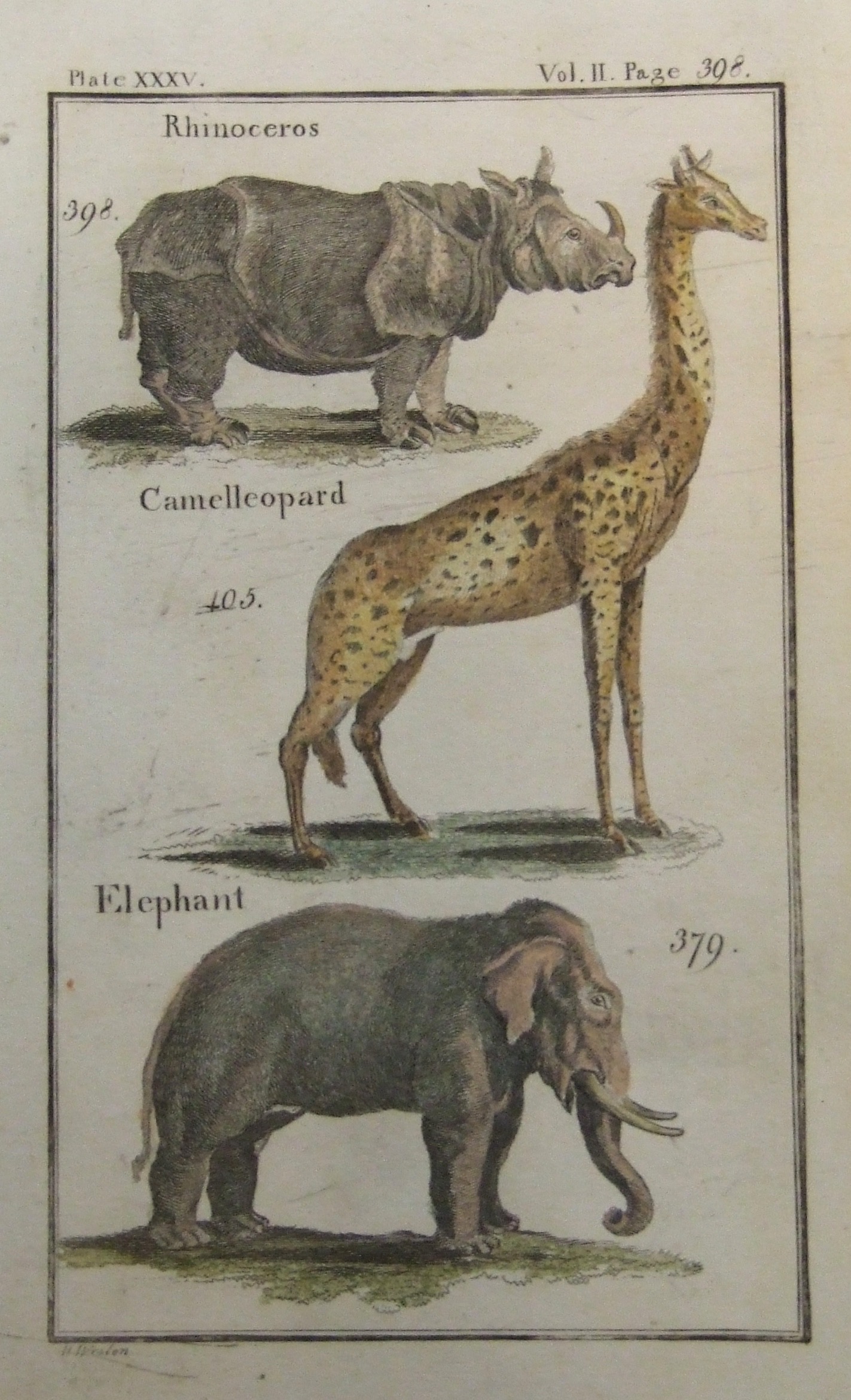 Rhinoceros, Giraffe (Camelleopard), Elephant