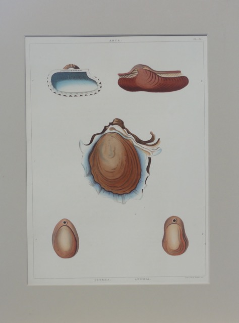 Oyster Shells, 1811