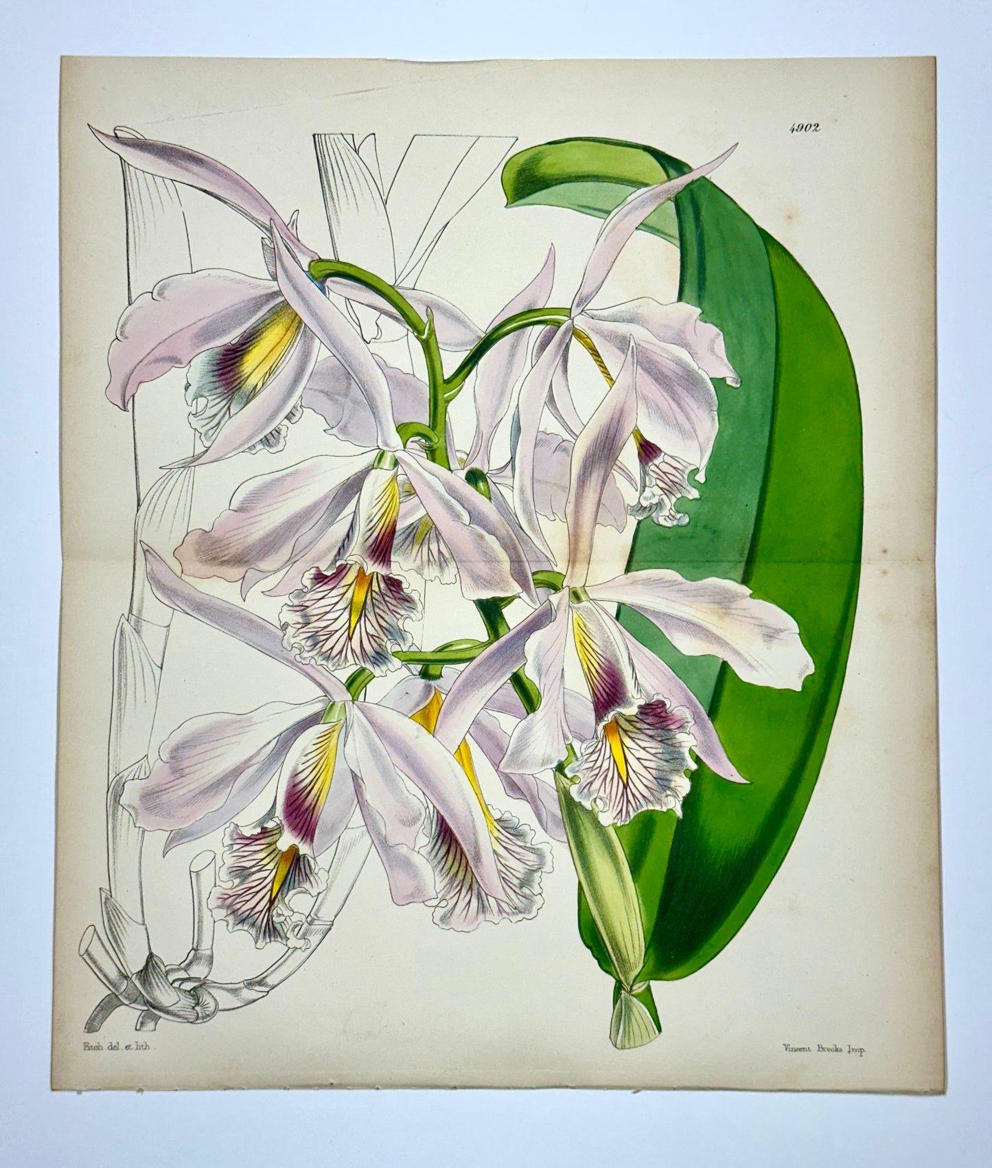 Cattleya Orchid Print by Curtis, 1856