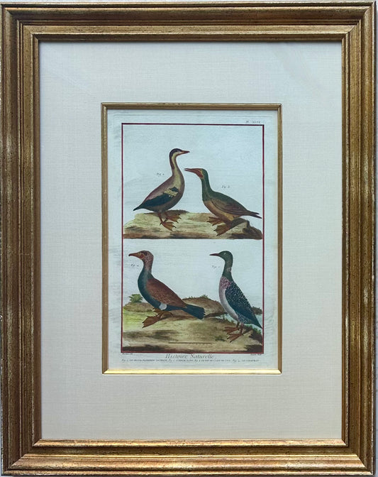 Duck, Loon & Cormorant Original Print from Histoire Naturelle, 1751