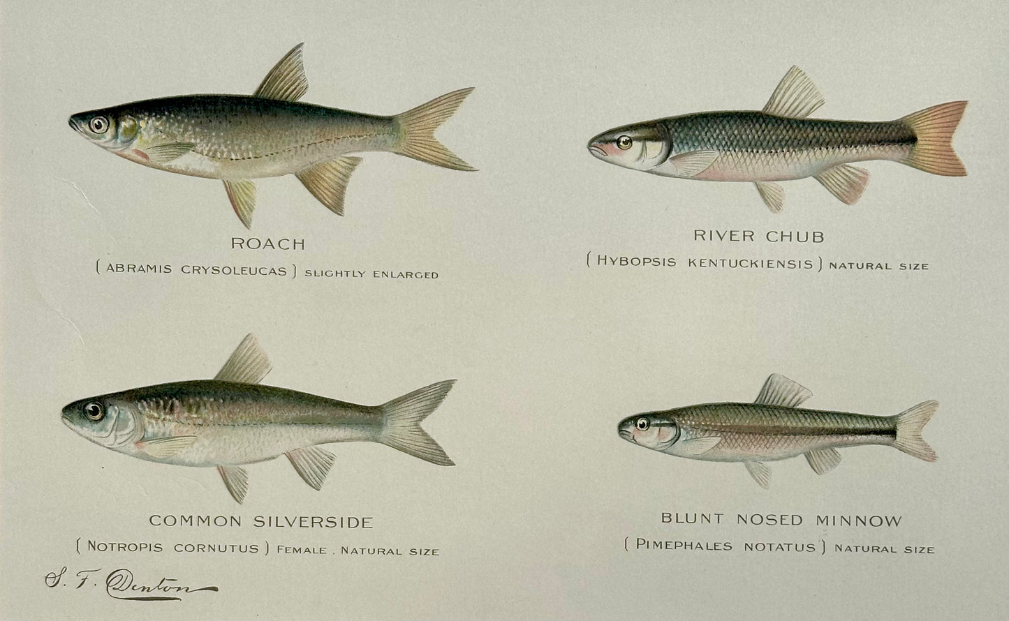 Roach, River Chub, Common Silverside Fish, Original print by Denton, 1895