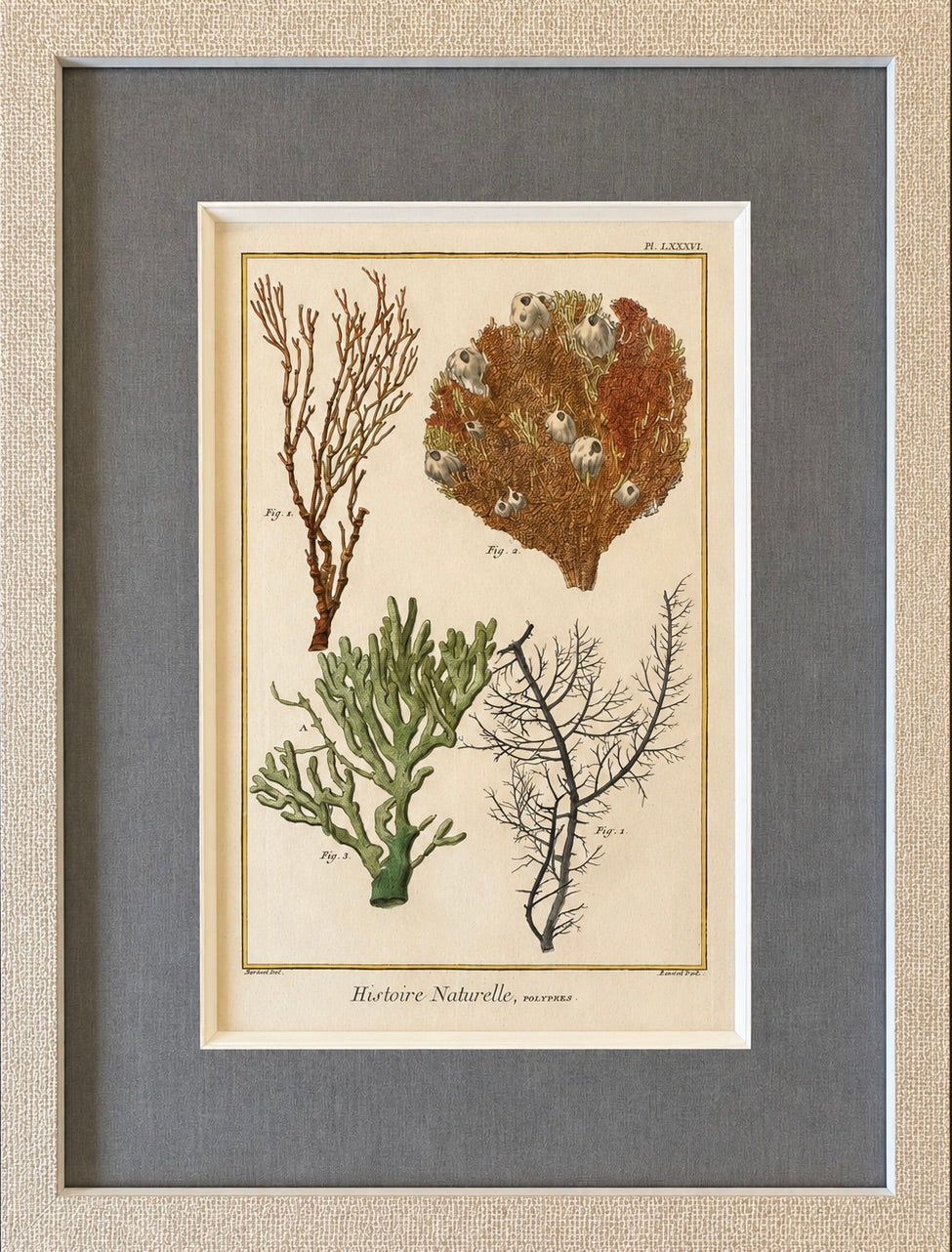 Coral & Marine Sea Fans Original Natural History Engraving – Framed Coastal Art, circa 1751