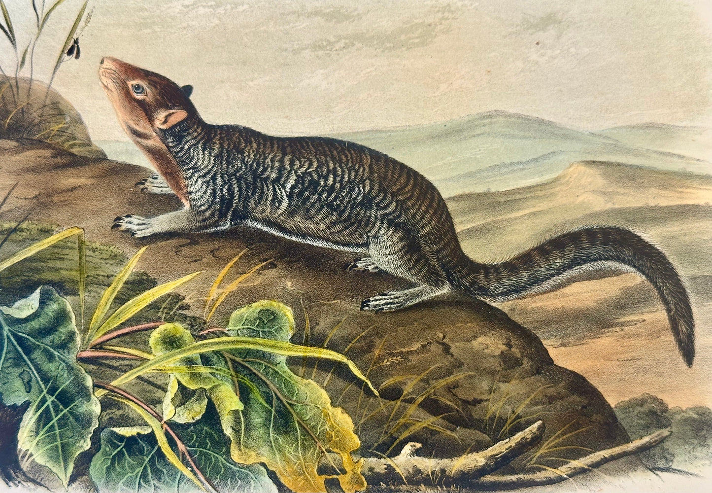 Large-Tailed Ground Squirrel Lithograph –  Original Audubon 1st edition Print, 1842