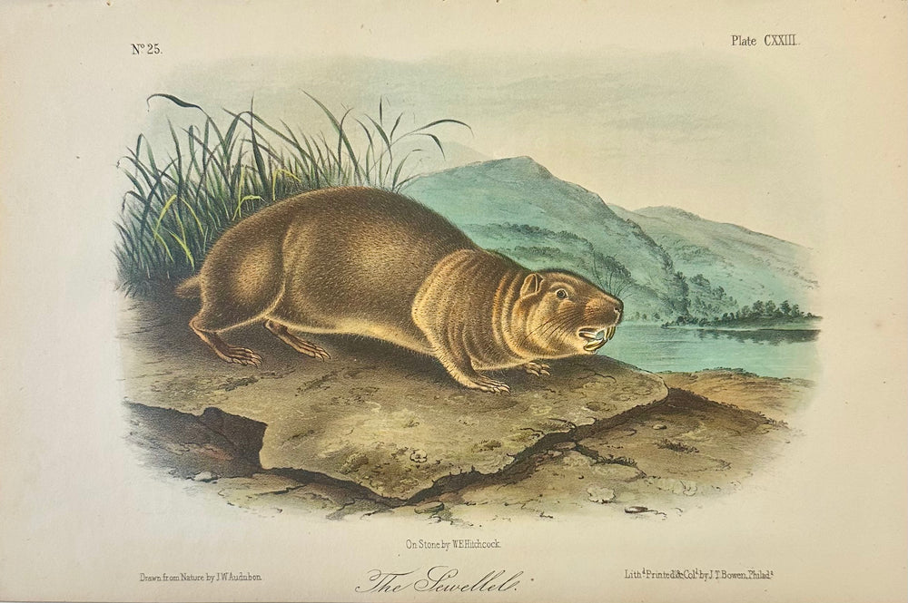Mountain Beaver (Sewellel) by John James Audubon, 1st Edition Octavo Print, 1842