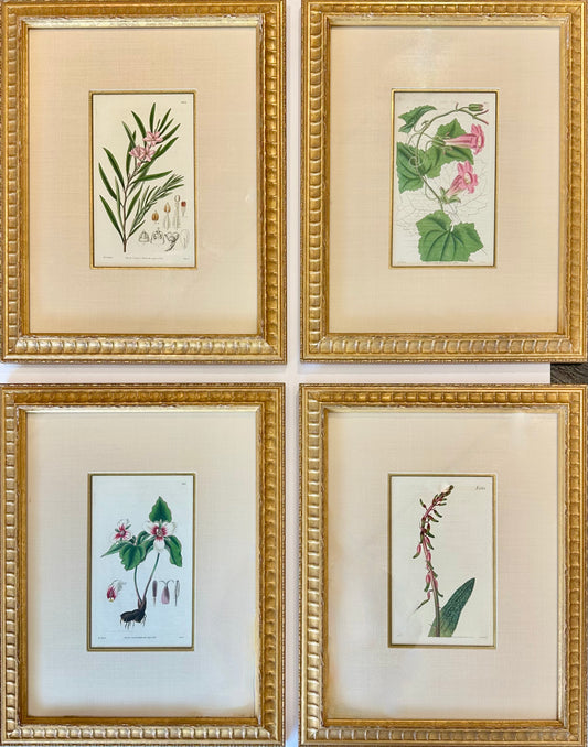 Botanicals: Trillion, Oleander, Snapdragon, Original by By William Curtis, 1803 (Set/4)