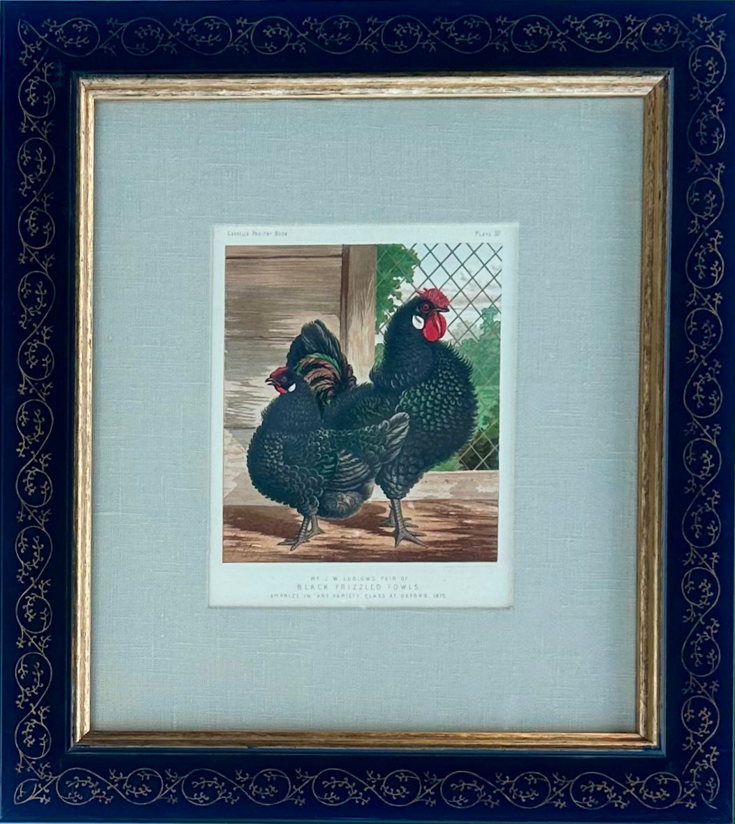 White Leghorn Chicken & Black Polish, Framed Pair By Cassell, 1890