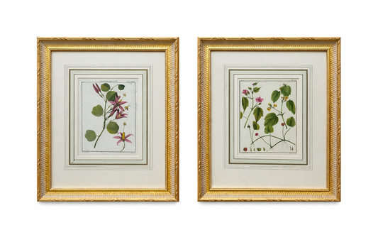 Flowering Raspberry & Maple Plant Botanical Engravings in Gilt Frames, 1850 (Pair)