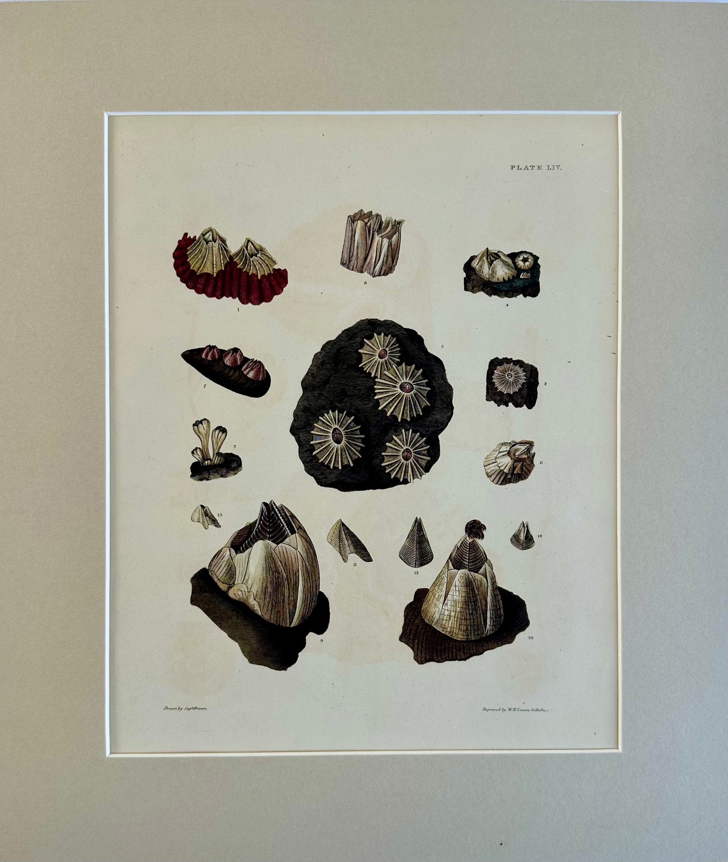 Limpet Shells by Captain Brown, 1845
