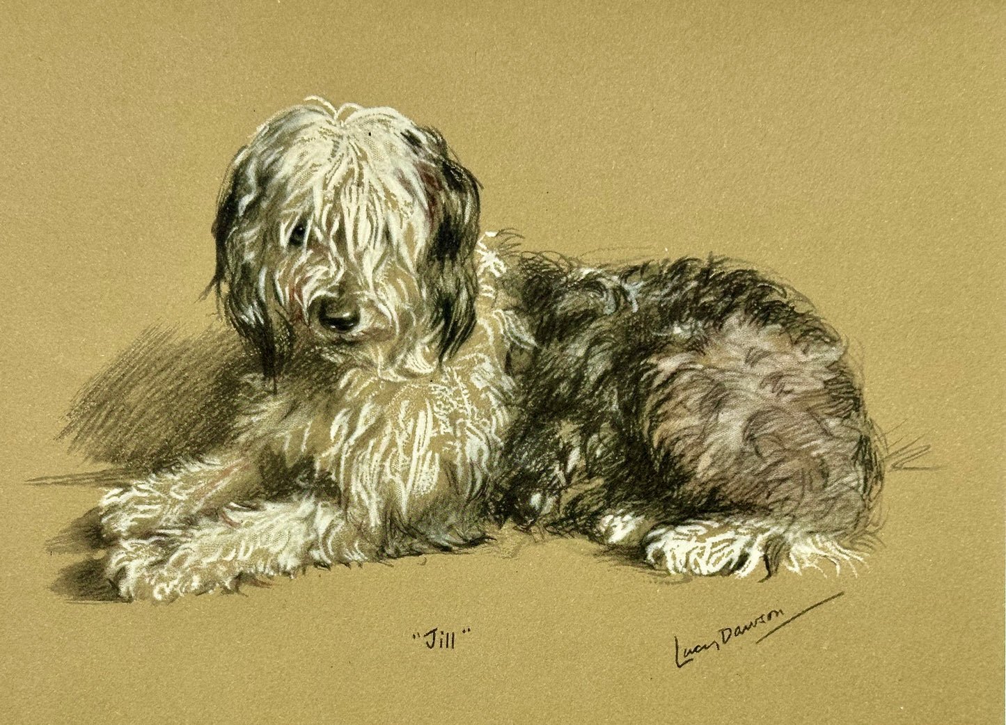 English Sheepdog by Lucy Dawson, 1946