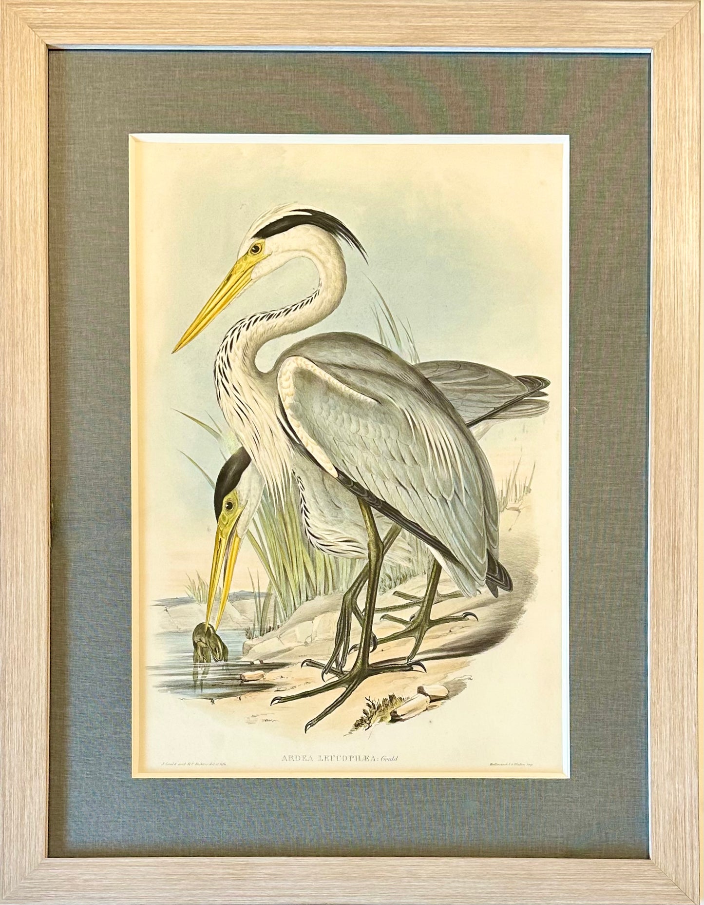Grey Heron Original Lithograph by Gould, Circa 1840 (Framed)