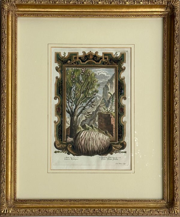 Pine Cone Old Testament, Original Engraving by Johann Scheuchzer, 1731 (Framed)