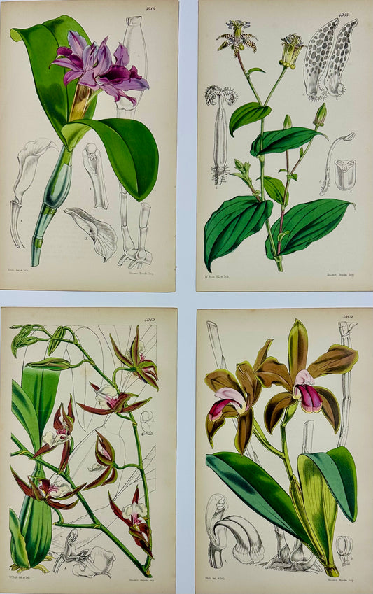 Original Botanical Engravings by William Curtis, 1856 (Set of 4)