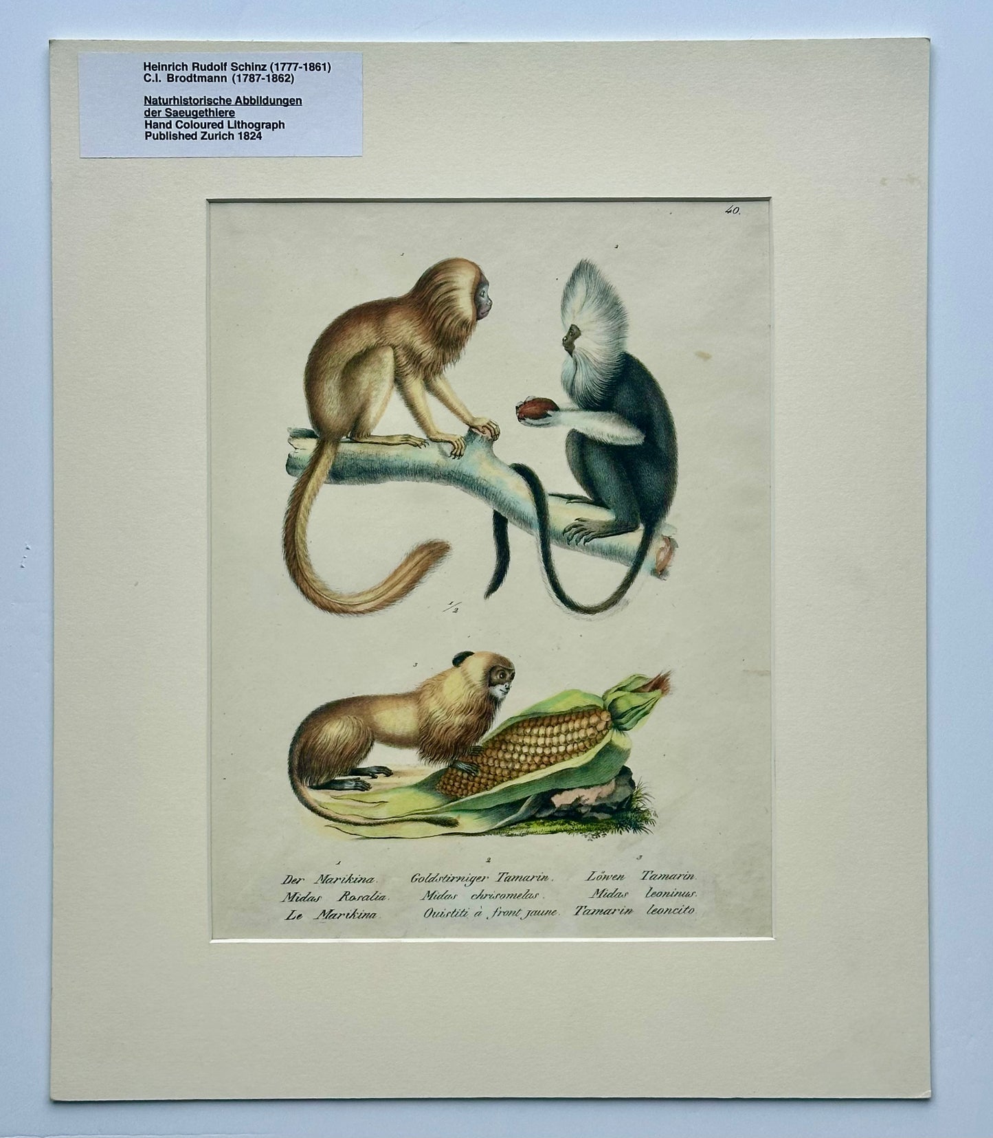 Tamarin Monkeys Original Lithograph by Brodtmann, 1824