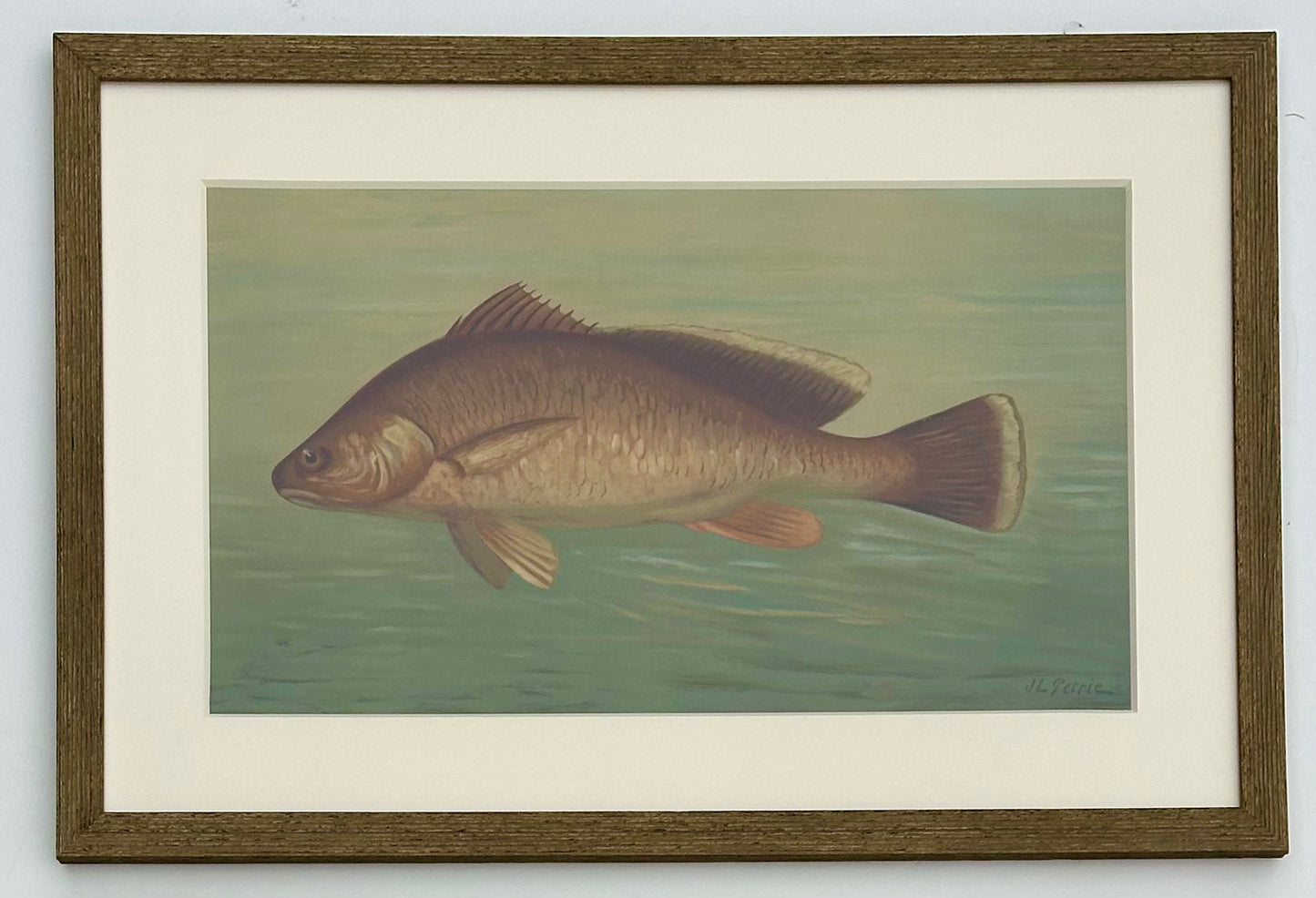 White Bass & Yellow Perch, Lithograph by j.l. Petrie, 1898 (S/2, Framed)