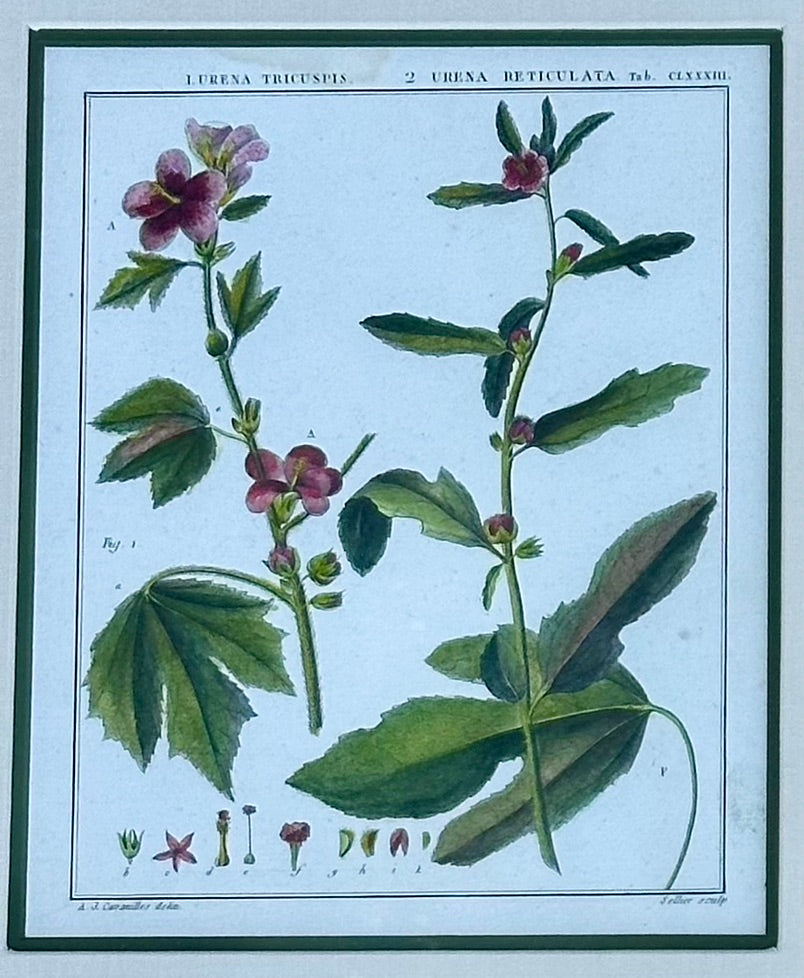 Hibiscus and mallows, Pair Original Botanical Prints, 1838 (Framed)