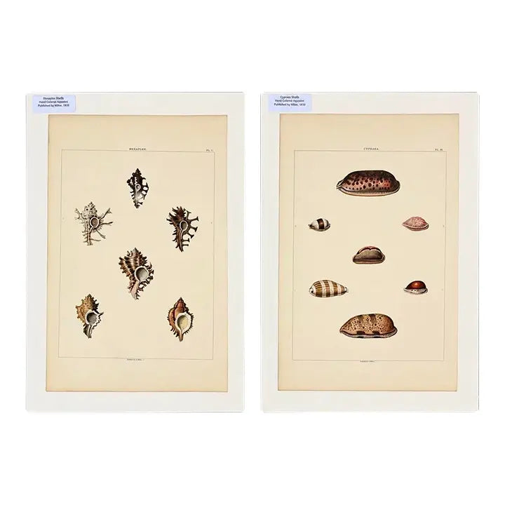 Original Shell Engravings from Rees's Cyclopaedia (Murex & Cowrie Shells), 1810 (Pair)