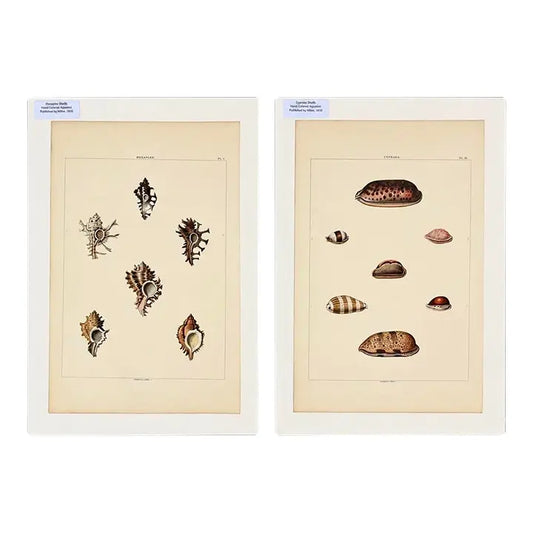 Original Shell Engravings from Rees's Cyclopaedia (Murex & Cowrie Shells), 1810 (Pair)