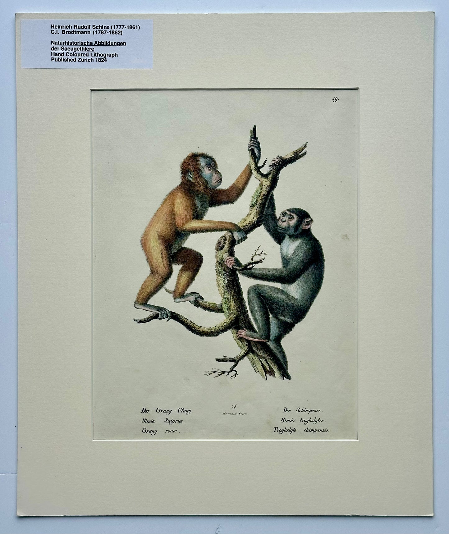 Orangutan and Chimpanzee Original lithograph by Brodtmann, 1824
