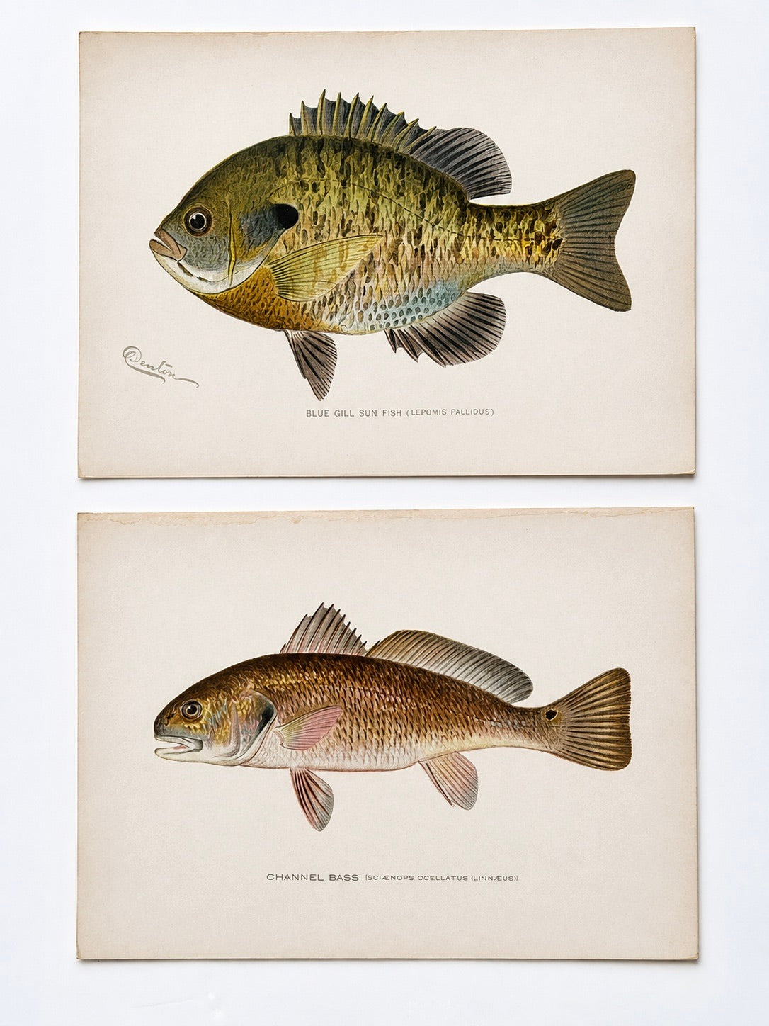 Blue Gill Sunfish & Chanel Bass by Denton, Circa 1903 (S/2)