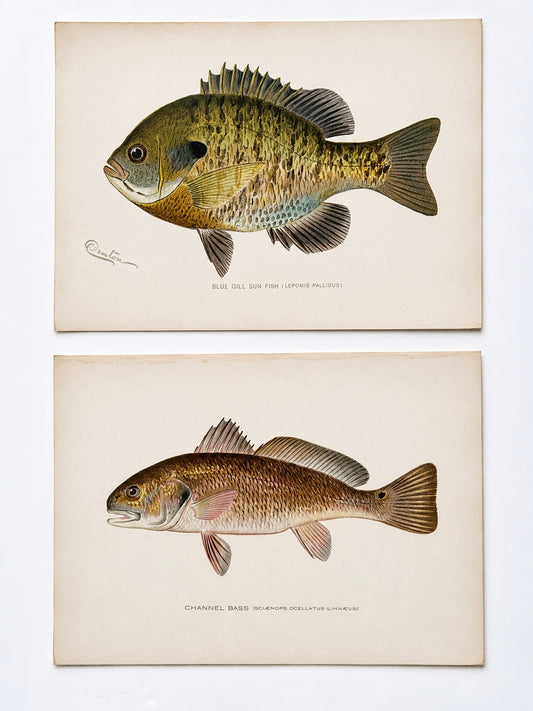 Blue Gill Sunfish & Chanel Bass by Denton, Circa 1903 (S/2)