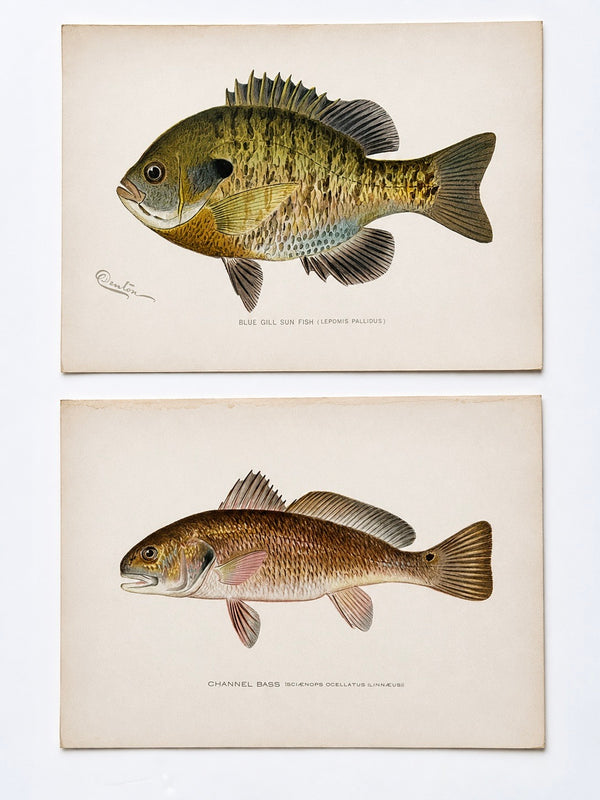 Blue Gill Sunfish & Chanel Bass by Denton, Circa 1903 (S/2)