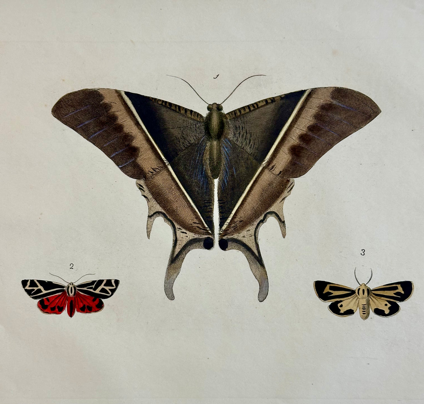 Hawk Moths Original Engraving by Dru Drury, 1837