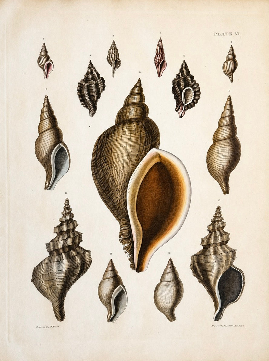 Volute & Murex Shells | Original Hand-Colored Shell Engraving – Captain Thomas Brown, Plate VI | c. 1840