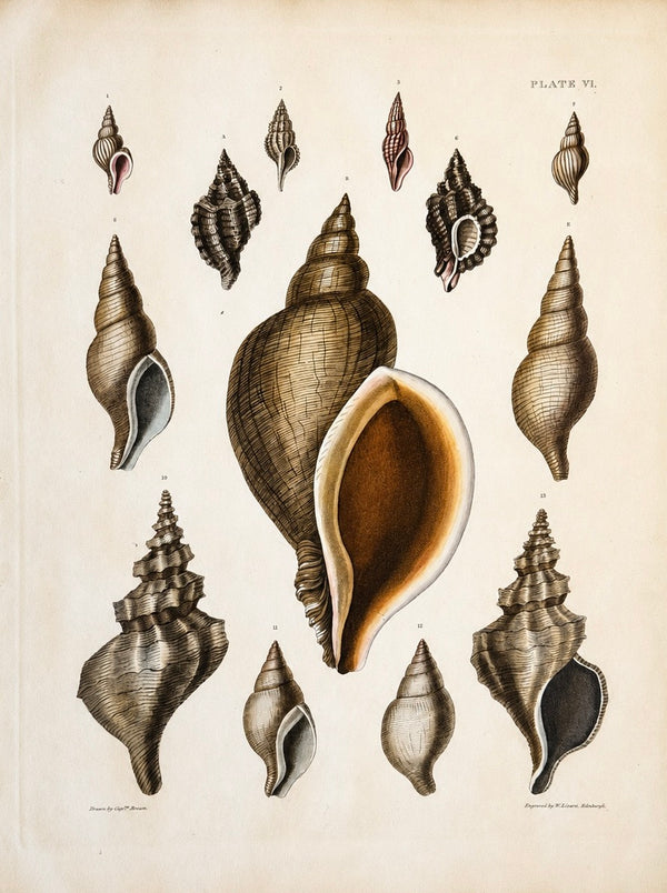Volute & Murex Shells | Original Hand-Colored Shell Engraving – Captain Thomas Brown, Plate VI | c. 1840