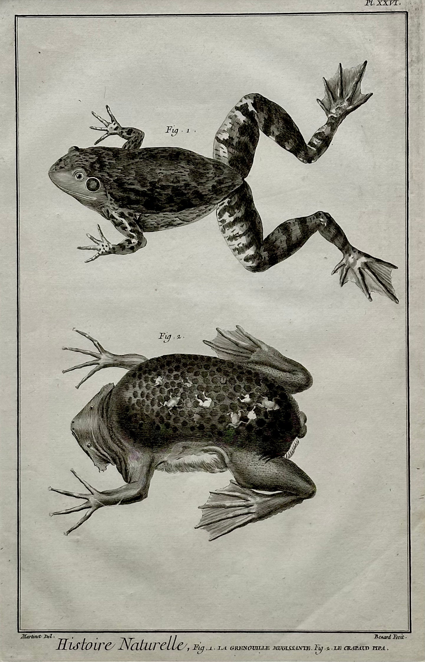 American Bullfrog, Original Engraving by Buffon, 1775