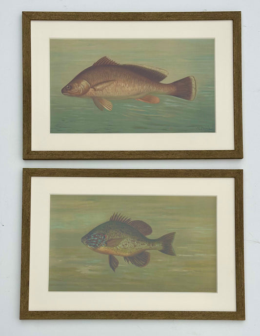 White Bass & Yellow Perch, Lithograph by j.l. Petrie, 1898 (S/2, Framed)